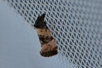 Cochylis atricapitana