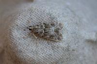 Eudonia mercurella
