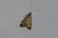 Pyrausta despicata despicata