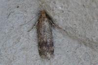 Pexicopia malvella