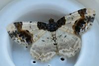 Ligdia adustata