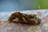 Autographa gamma