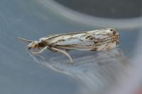 Catoptria falsella