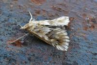 Cynaeda dentalis