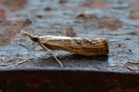 Agriphila inquinatella
