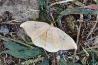 Watsonalla binaria
