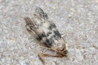 Euzophera pinguis