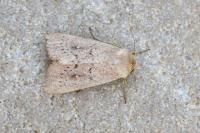 Mythimna ferrago