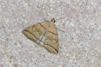 Herminia grisealis