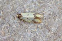 Agapeta zoegana