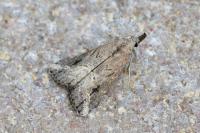 Schrankia costaestrigalis
