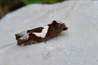Epiblema foenella