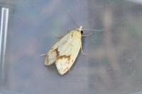 Agapeta hamana