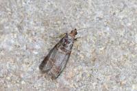 Acrobasis advenella