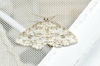 Ectropis crepuscularia