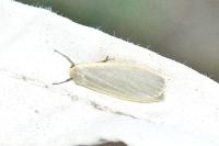 Collita griseola