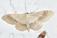Idaea aversata