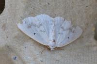 Lomographa temerata