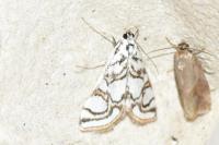 Nymphula nitidulata