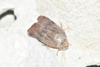 Noctua janthe/janthina