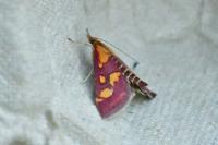 Pyrausta purpuralis