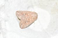 Mythimna albipuncta