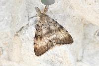 Lymantria dispar