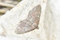Nycterosea obstipata