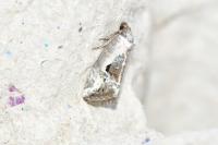 Elaphria venustula