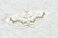 Cyclophora annularia