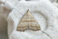 Herminia tarsicrinalis