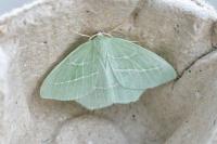 Hemistola chrysoprasaria