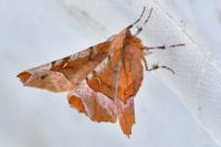 Selenia tetralunaria