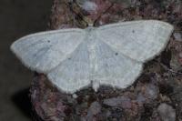 Scopula immutata