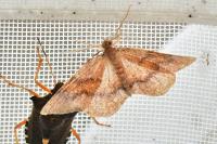 Plagodis pulveraria