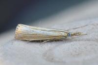 Agriphila straminella