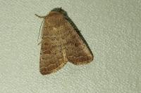 Hoplodrina ambigua