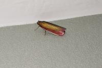 Oncocera semirubella