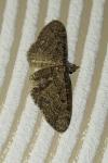 Eupithecia virgaureata