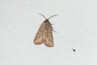 Luperina testacea
