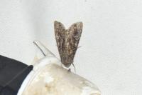 Mamestra brassicae