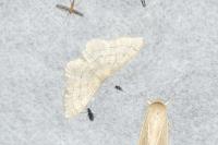 Idaea aversata
