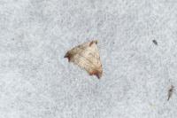 Laspeyria flexula
