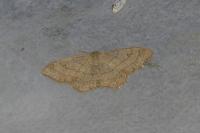 Idaea straminata
