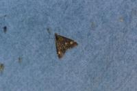 Pyrausta aurata