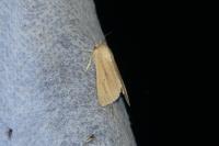Mythimna pallens
