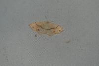 Cyclophora punctaria