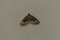 Xanthorhoe biriviata