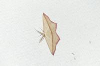 Timandra comae