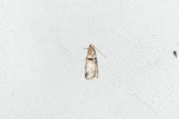Acrobasis tumidana
